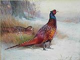 Archibald Thorburn Canvas Paintings - Old English Pheasant